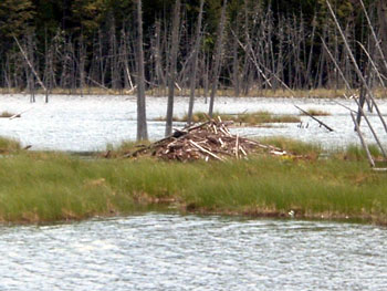 Beaver Den on Bean Mash Pond